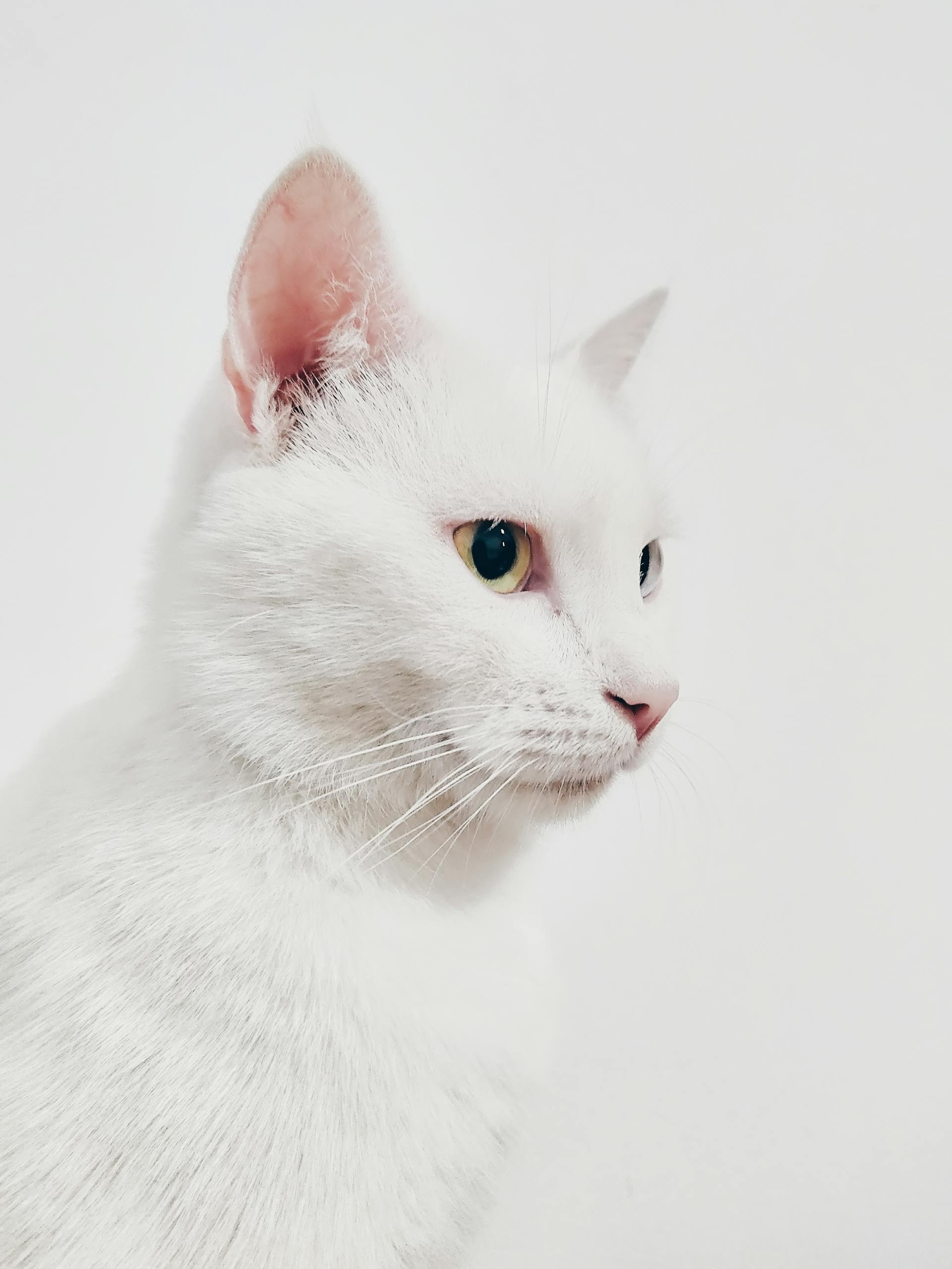 a white cat
