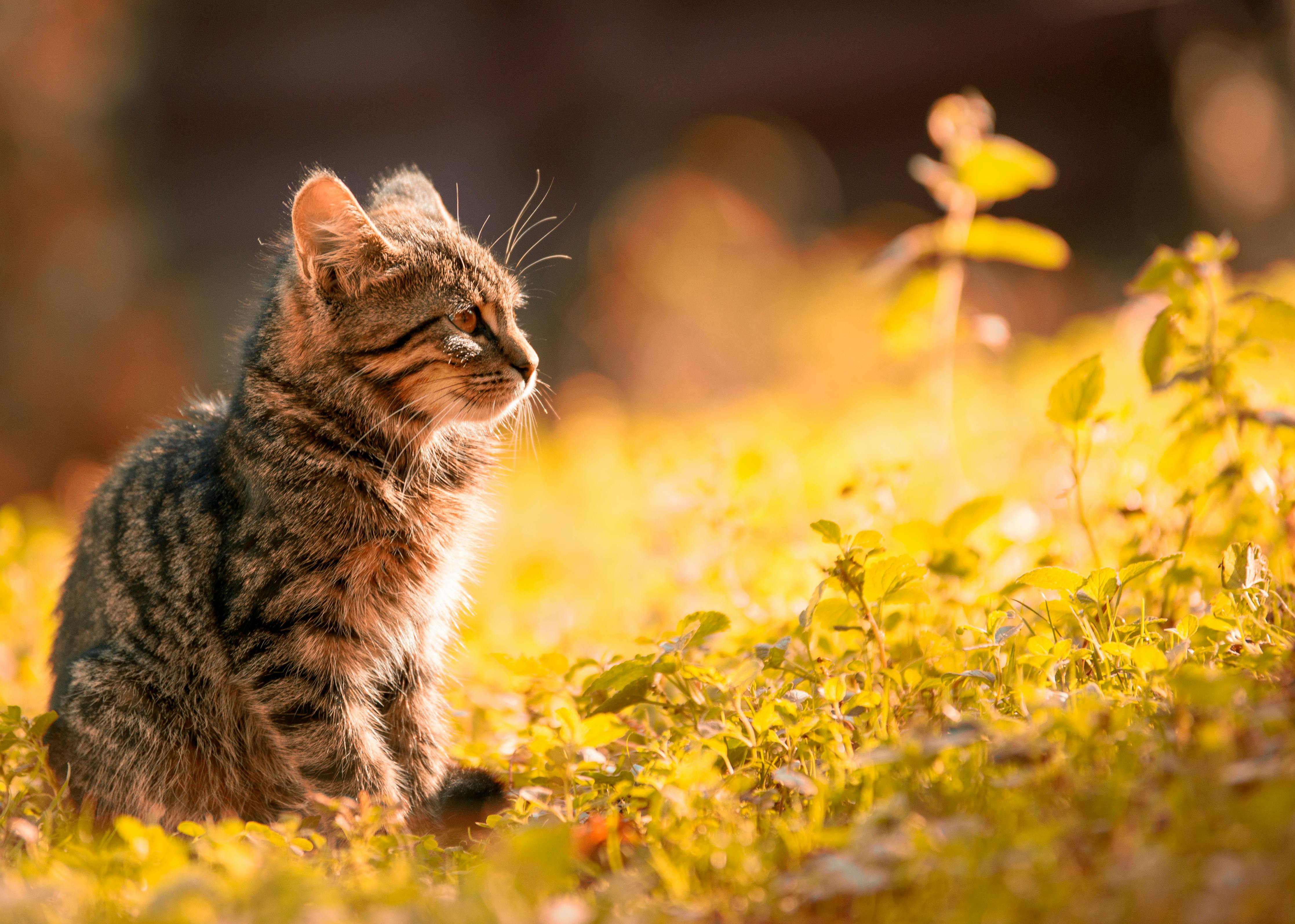 image of a cat