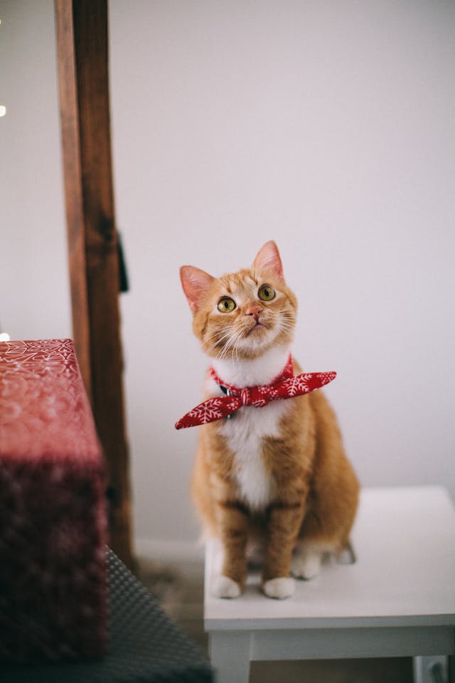 an image of a cat looking up